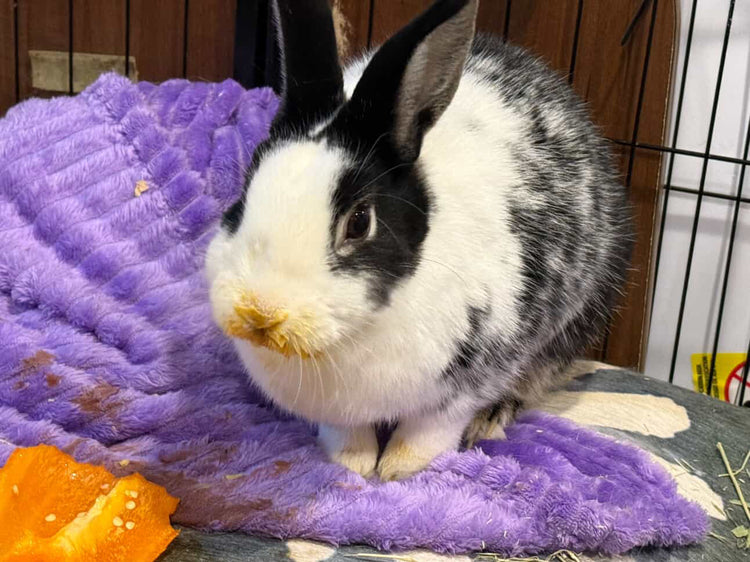 Happy house rabbit relaxing on blanket, BunBun & Co bunny enjoying a cozy home