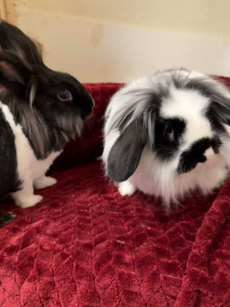 Giftable Bunny Treats & Samplers