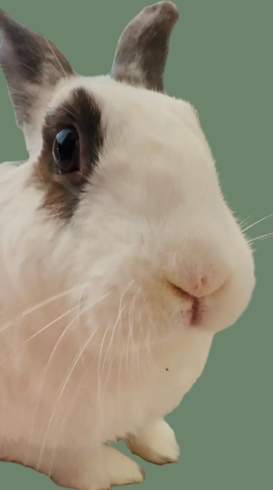About BunBun & Co. – BunBun and Co.