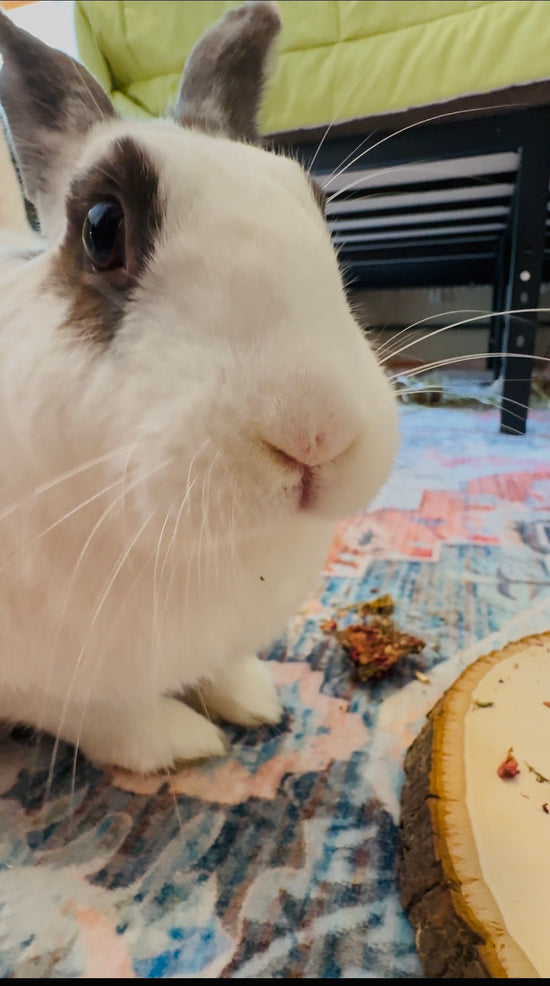$10 Bunny Blessing Bundle