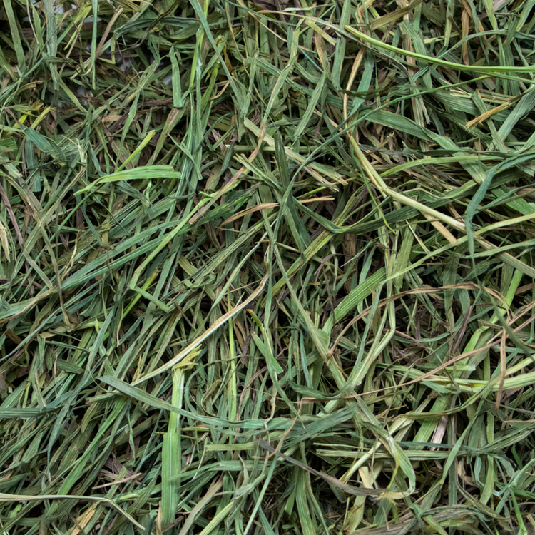 Close-up of green grass with a focus on texture