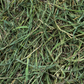 Close-up of green grass with a focus on texture